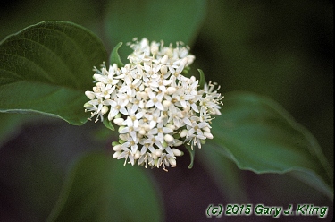 Cornus sericea