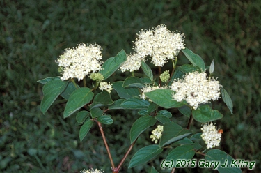 Cornus sericea