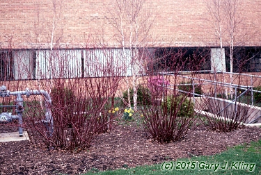 Cornus sericea 'Baileyi'