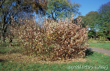 Cornus sericea 'Baileyi'