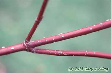 Cornus sericea 'Baileyi'