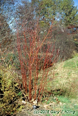 Cornus sericea 'Cardinal'