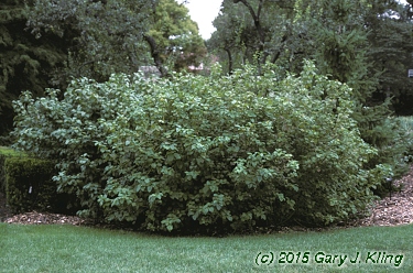 Cornus sericea 'Flaviramea'