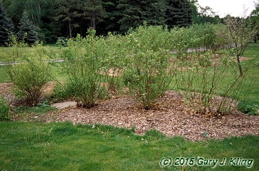 Cornus sericea 'Flaviramea'