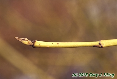 Cornus sericea 'Flaviramea'