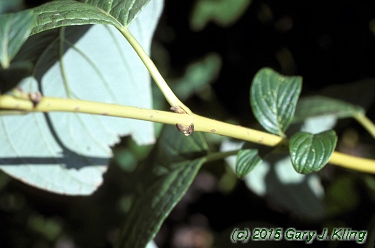 Cornus sericea 'Flaviramea'