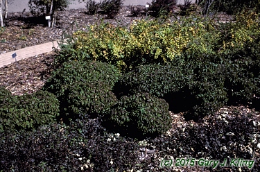 Cornus sericea 'Kelseyi'