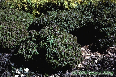 Cornus sericea 'Kelseyi'