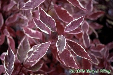 Cornus alba 'Bailhalo' (Ivory Halo [R])