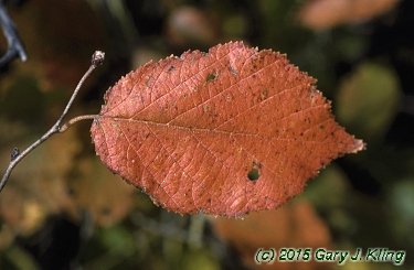 Corylus americana