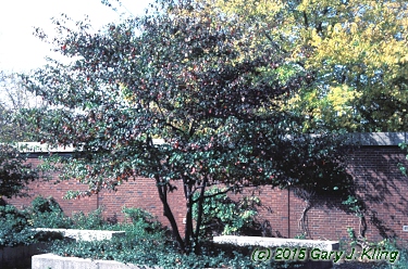Cornus alternifolia