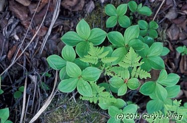 Cornus canadensis