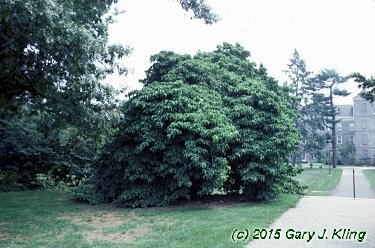 Cornus florida 'Pluribracteata'