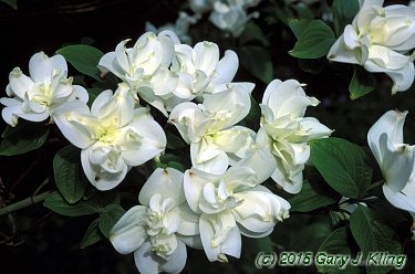 Cornus florida 'Pluribracteata'