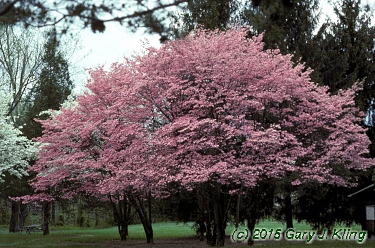 Cornus florida var. rubra