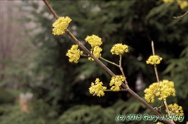 Cornus mas