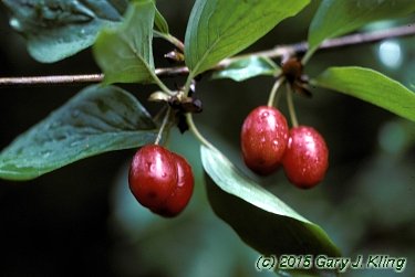 Cornus mas
