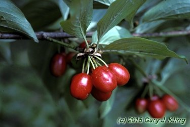 Cornus mas