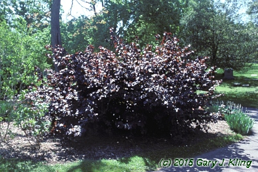 Corylus maxima 'Purpurea'
