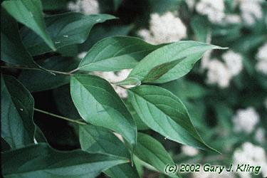 Cornus racemosa