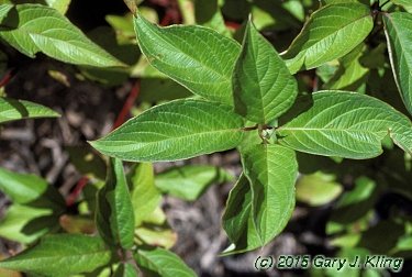 Cornus sericea
