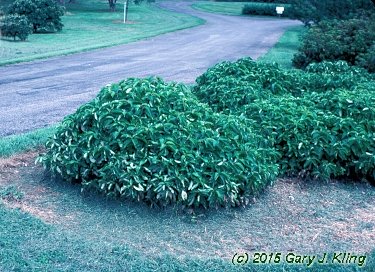 Cornus sericea 'Kelseyi'