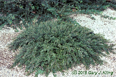 Cotoneaster adpressus 'Little Gem'