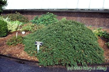 Cotoneaster adpressus 'Little Gem'
