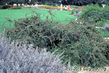 Cotoneaster apiculatus