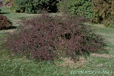 Cotoneaster apiculatus