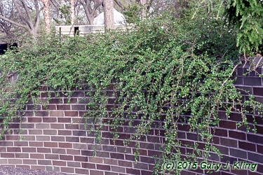 Cotoneaster apiculatus