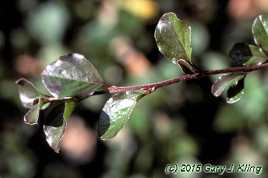 Cotoneaster apiculatus