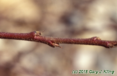 Cotoneaster apiculatus