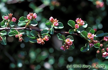 Cotoneaster apiculatus