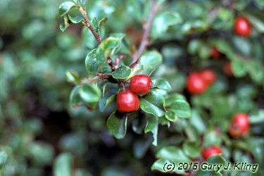 Cotoneaster apiculatus
