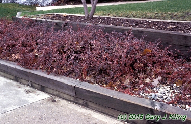 Cotoneaster apiculatus