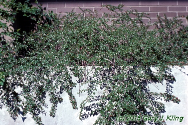Cotoneaster apiculatus