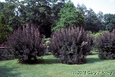 Cotinus coggygria 'Velvet Cloak'
