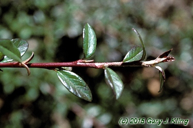 Cotoneaster dammeri