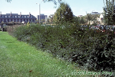 Cotoneaster divaricatus