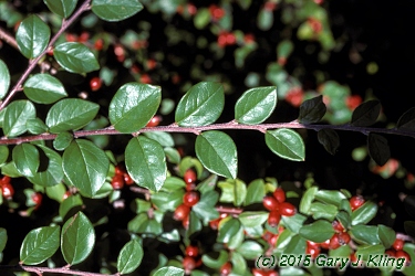 Cotoneaster divaricatus