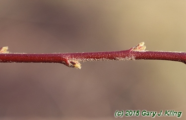 Cotoneaster divaricatus