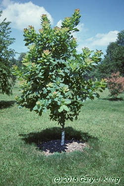 Cotinus x dummeri 'Grace'