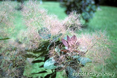 Cotinus x dummeri 'Grace'