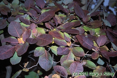 Cotinus x dummeri 'Grace'