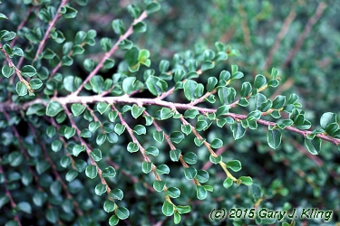 Cotoneaster x hessei