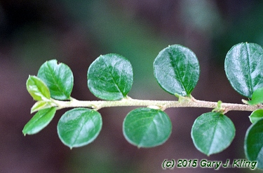 Cotoneaster horizontalis