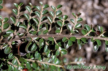 Cotoneaster horizontalis