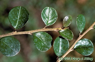 Cotoneaster horizontalis