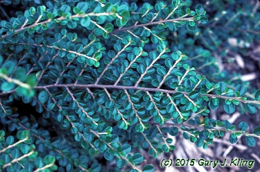 Cotoneaster horizontalis